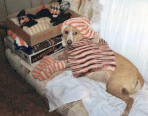 Color photo of a dog with a orange and white striped kit hat, gloves, and sweater draped on her back.